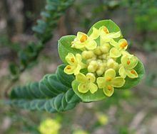 Pimelea flava httpsuploadwikimediaorgwikipediacommonsthu