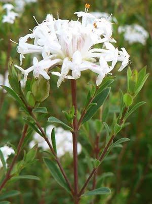 Pimelea linifolia Pimelea linifolia ssp linifolia