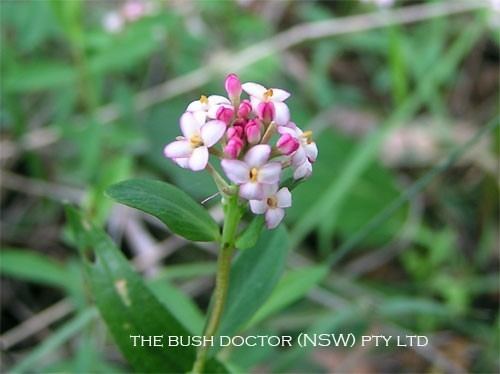 Pimelea spicata the bush doctor nsw pty ltd