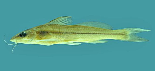 Pimelodella Fish Identification