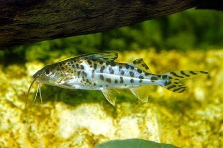 Pimelodus pictus Pimelodus pictus Pictus Cat Seriously Fish