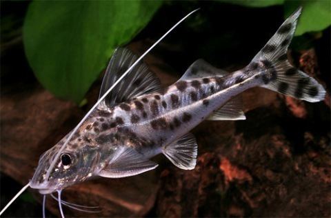 Pimelodus pictus Pictus Catfish Information Aquatic Mag