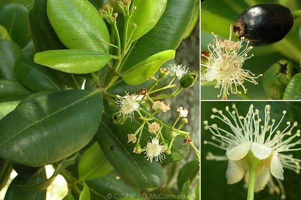 Pimenta racemosa Cook Islands Biodiversity Pimenta racemosa Bayrum Tree