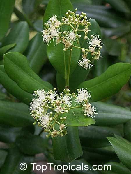 Pimenta racemosa Pimenta racemosa Caryophyllus racemosus Bay Rum Tree