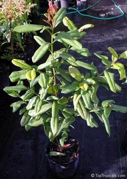 Pimenta racemosa Pimenta racemosa Caryophyllus racemosus Bay Rum Tree