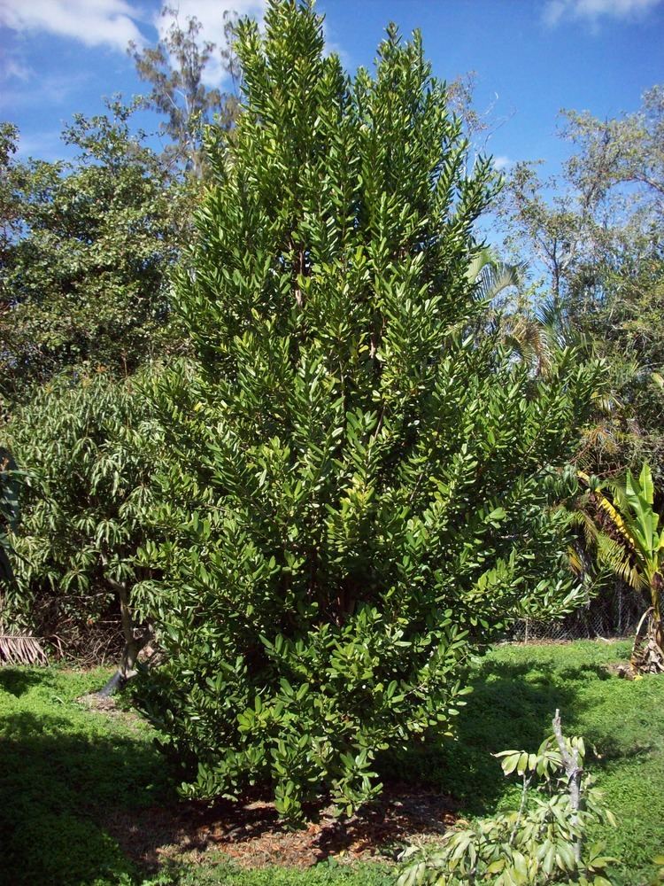 Pimenta racemosa Pimenta racemosa Images Useful Tropical Plants