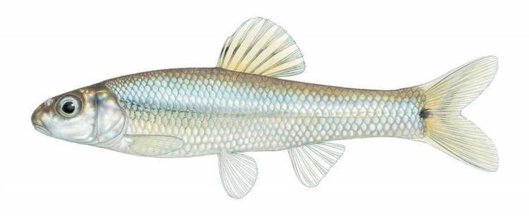 Pimephales Fishes of Texas Pimephales vigilax