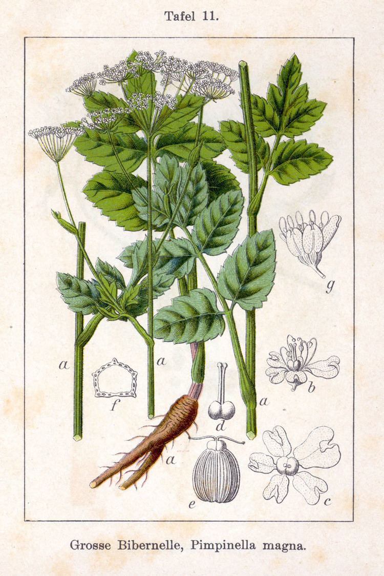 Pimpinella major - Alchetron, The Free Social Encyclopedia