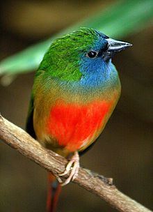 Pin-tailed parrotfinch httpsuploadwikimediaorgwikipediacommonsthu
