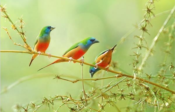 Pin-tailed parrotfinch 1000 images about ParrotFinches on Pinterest Trees Beautiful