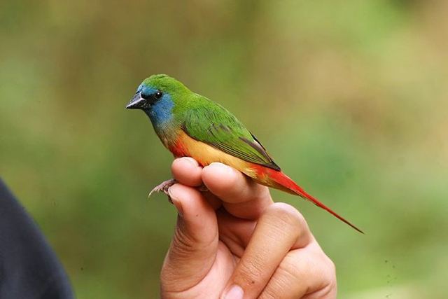 Pin-tailed parrotfinch Oriental Bird Club Image Database Pintailed Parrotfinch