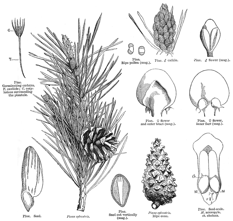 Pinaceae Gymnosperm families Pinaceae