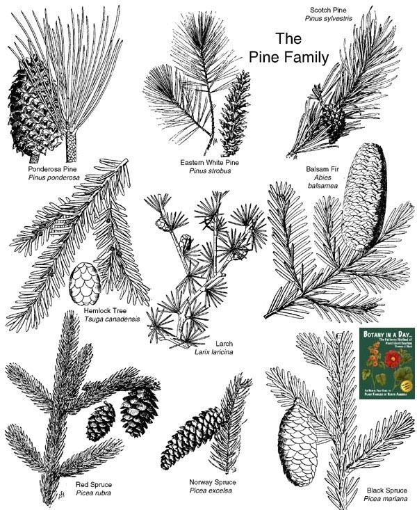 Pinaceae wwwwildflowersandweedscomPlantFamiliesPinac