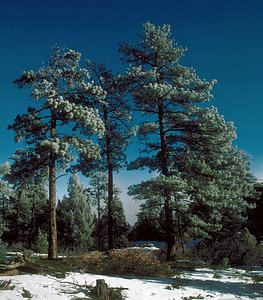 Pinaceae Pinaceae