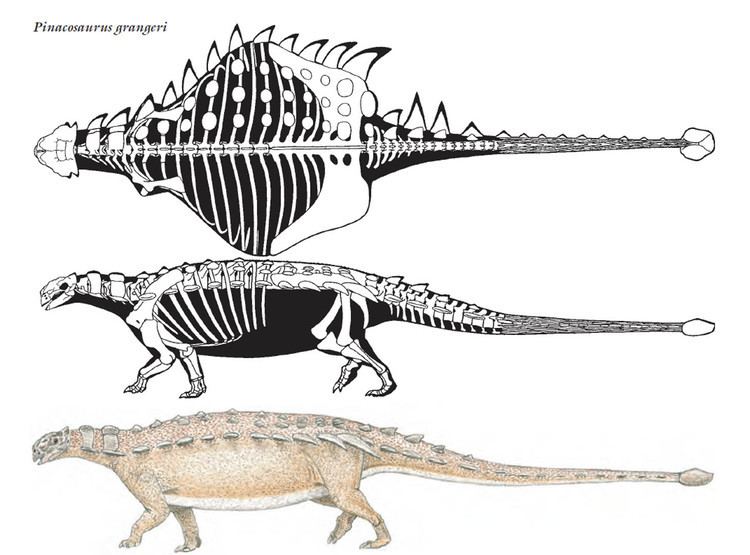 Pinacosaurus Pinacosaurus With Clubbed Tail Herbivore Dinosaurs