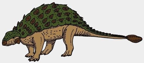 Pinacosaurus Pinacosaurus Pictures amp Facts The Dinosaur Database