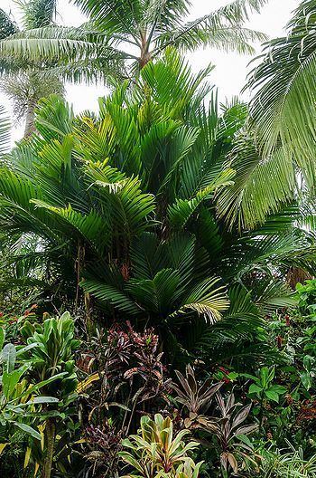 Pinanga Pinanga coronata Palmpedia Palm Grower39s Guide