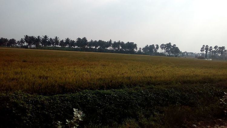 Pinapadu (rural)