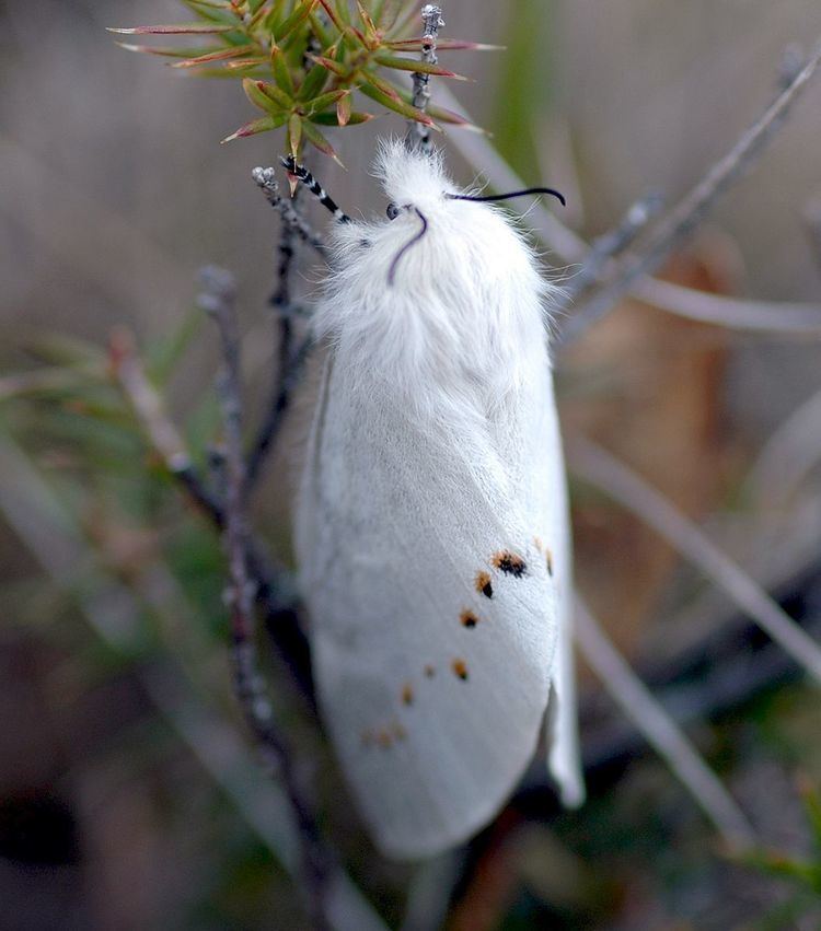 Pinara (moth)