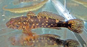 Pinchuk's goby httpsuploadwikimediaorgwikipediacommonsthu