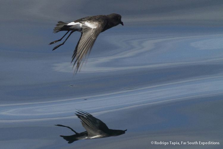 Pincoya storm petrel Pincoya Storm Petrel Oceanites pincoyae a New Seabird for Science