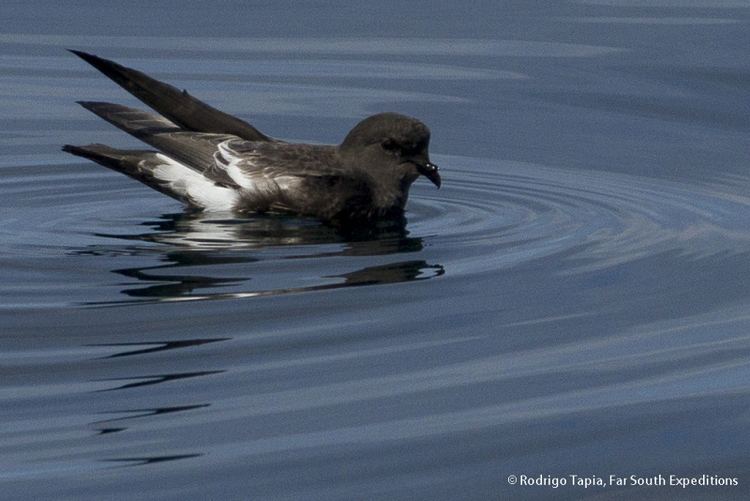 Pincoya storm petrel Pincoya Storm Petrel Oceanites pincoyae a New Seabird for Science