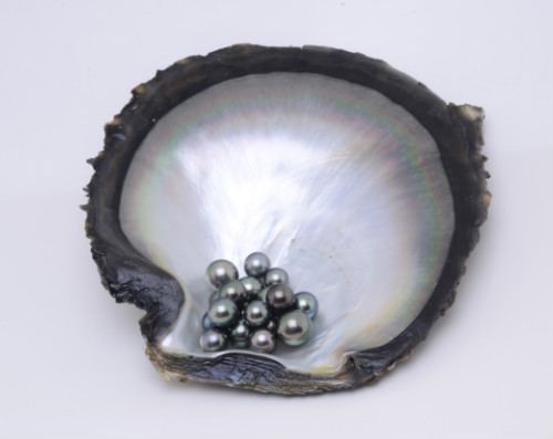 Pinctada margaritifera Black cultured pearls Pearls Sustainable Pearls