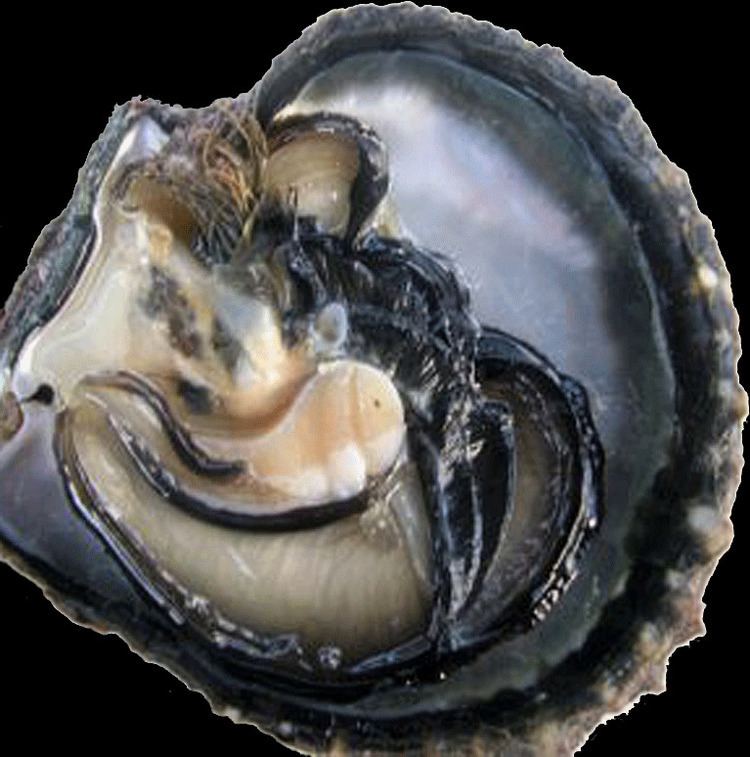 Pinctada margaritifera Pinctada margaritifera Tahitian Black Lip Pearl Oyster Pearl