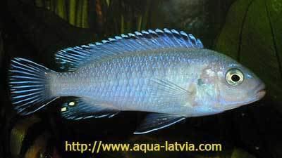 Pindani Pindani Pseudotropheus socolofi Tim39s Tropical Fish and Aquariums