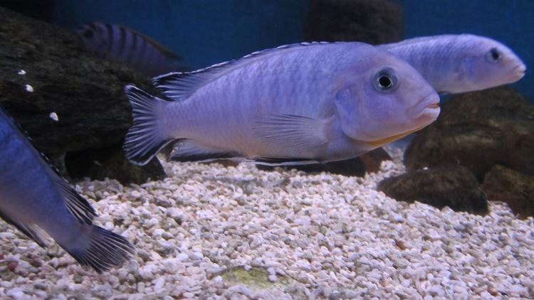 Pindani maltang fish Pseudotropheus socolofi Pseudotropheus Pindani 4812