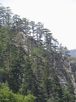 Pindus Mountains mixed forests httpsuploadwikimediaorgwikipediacommonsthu