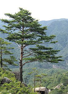 Pine httpsuploadwikimediaorgwikipediacommonsthu