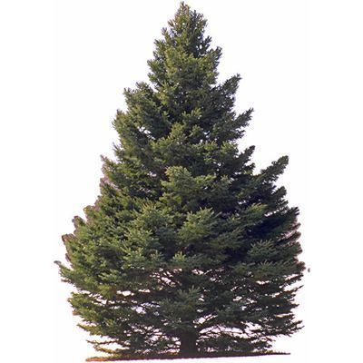 Pine pine meaning of pine in Longman Dictionary of Contemporary English
