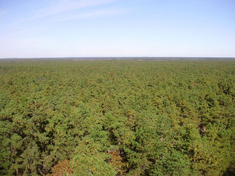 Pine Barrens (New Jersey) httpsuploadwikimediaorgwikipediacommonsbb