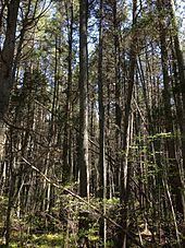 Pine Barrens (New Jersey) Pine Barrens New Jersey Wikipedia