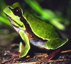 Pine Barrens tree frog NJDEP Division of Fish amp Wildlife May 2003 Species of the Month