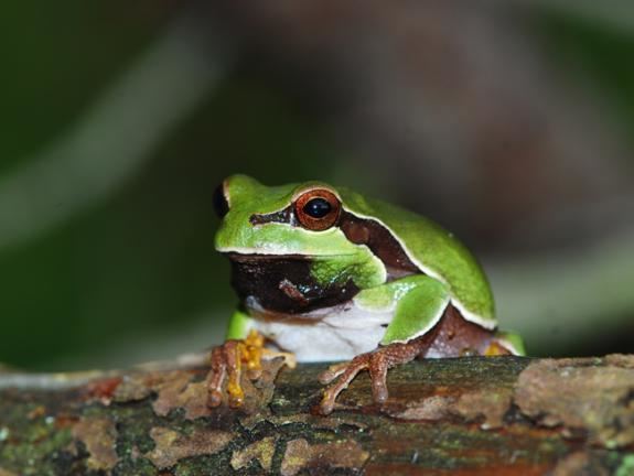 Pine Barrens tree frog Wildlife Field Guide for New Jersey39s Endangered and Threatened
