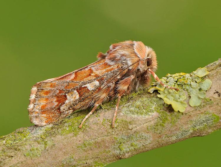 Pine beauty Pine Beauty Panolis flammea UKMoths