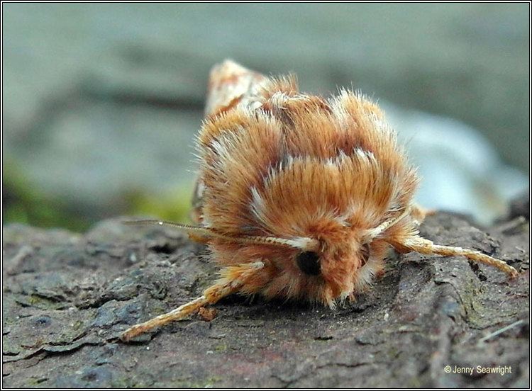 Pine beauty Irish moths Pine Beauty Panolis flammea