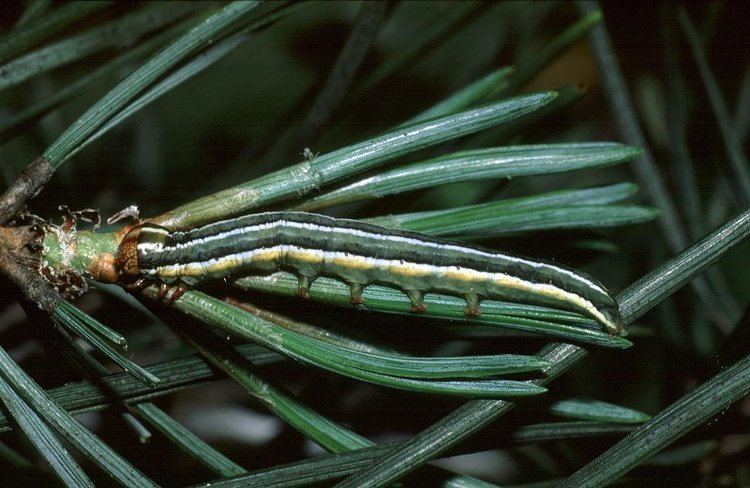 Pine beauty Pine Beauty Panolis flammea UKMoths