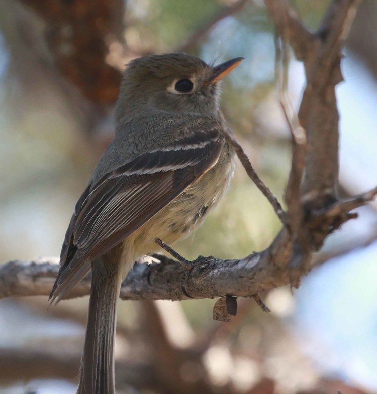 Pine flycatcher Pine Flycatcher