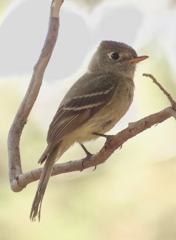 Pine flycatcher Birdernaturalist First US Pine Flycatcher and First Tucson Yard