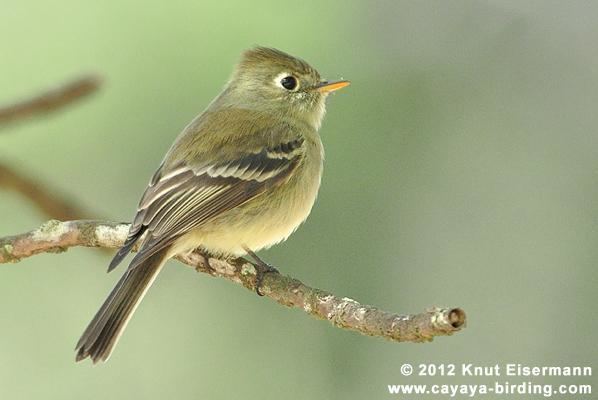 Pine flycatcher Pine Flycatcher Empidonax affinis Adult perched the Internet