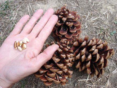 Pine nut Pine Nuts Agricultural Marketing Resource Center