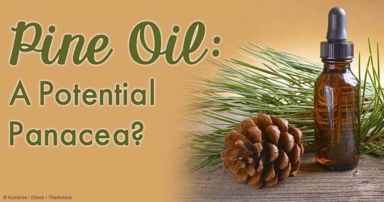 Pine oil Herbal Oil Pine Oil Benefits and Uses