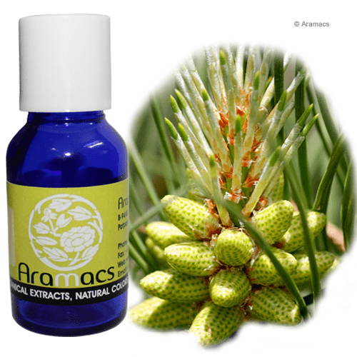 Pine oil Pine Essential Oil