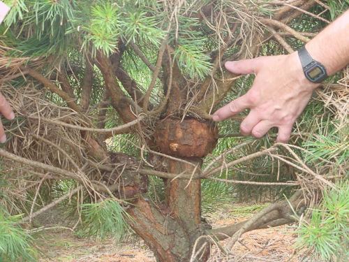 Pine-pine gall rust Pine Gall Rust Horticulture and Home Pest News