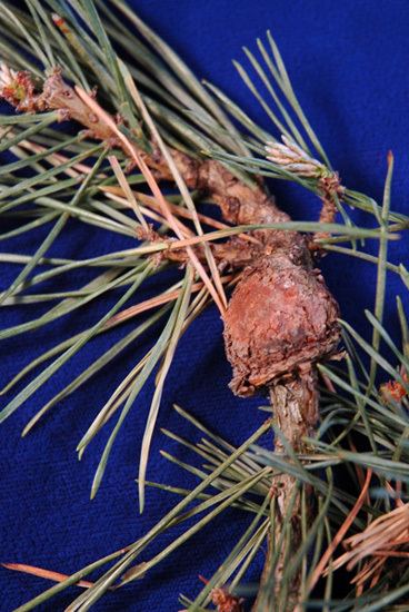 Pine-pine gall rust Home Yard amp Garden Newsletter at the University of Illinois