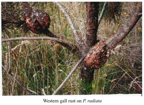 Pine-pine gall rust NZ Farm Forestry Western gall rust