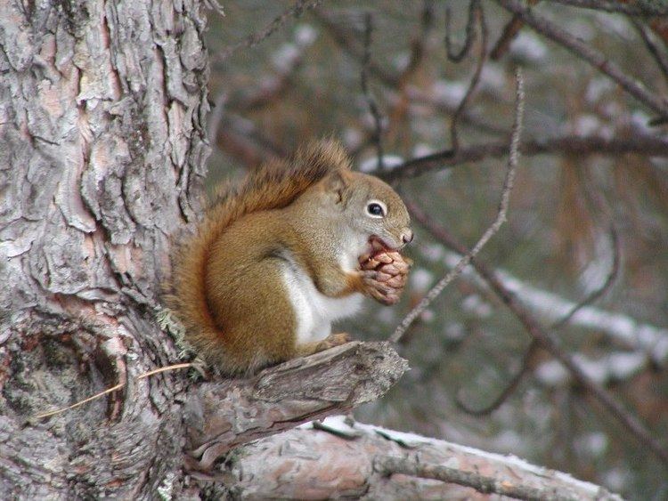 Pine squirrel Pine Squirrel Heygoyyekw pine squirrel Squirrels Pinterest